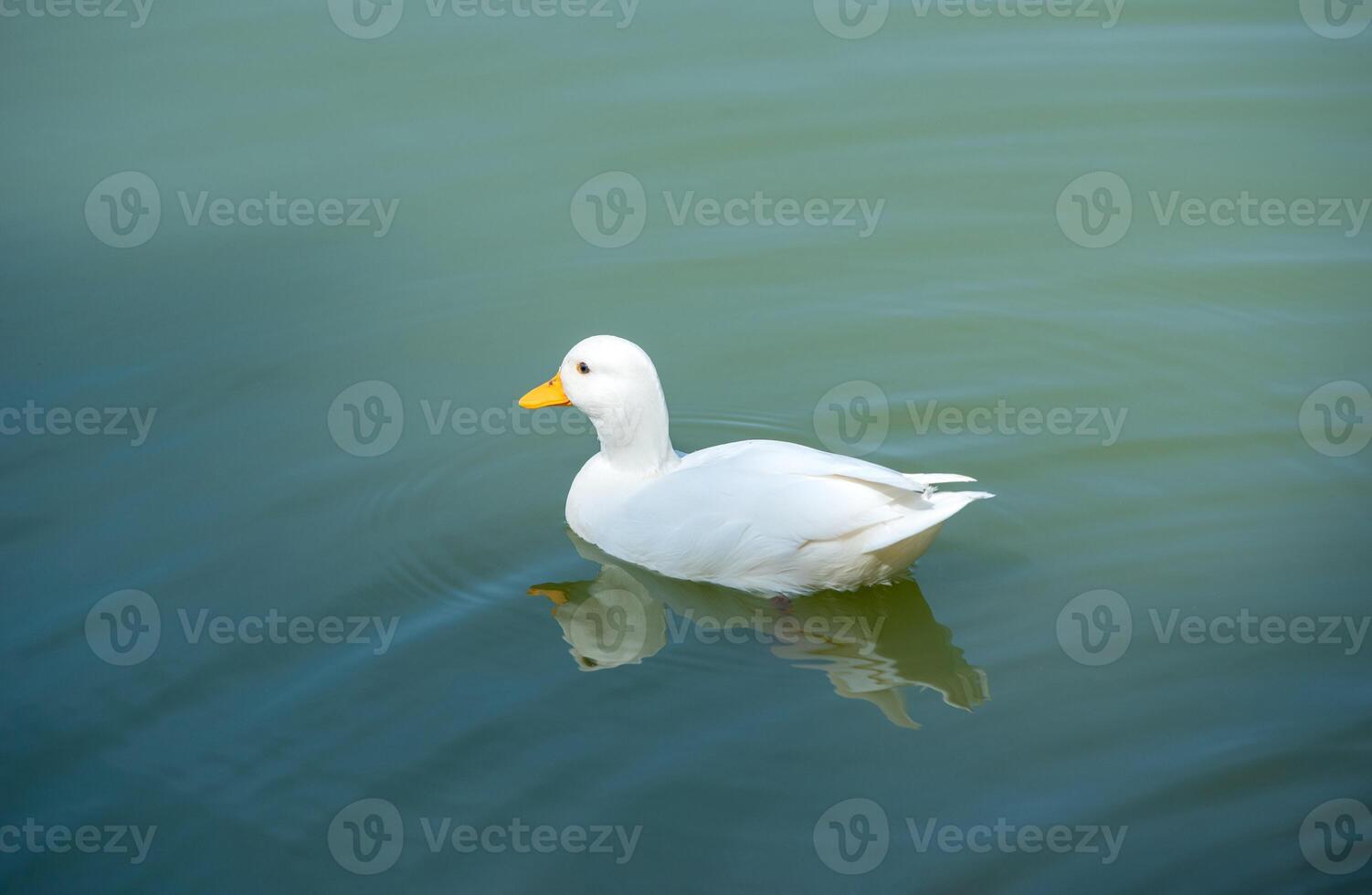 White duck swimming on a still calm lake at sunset photo