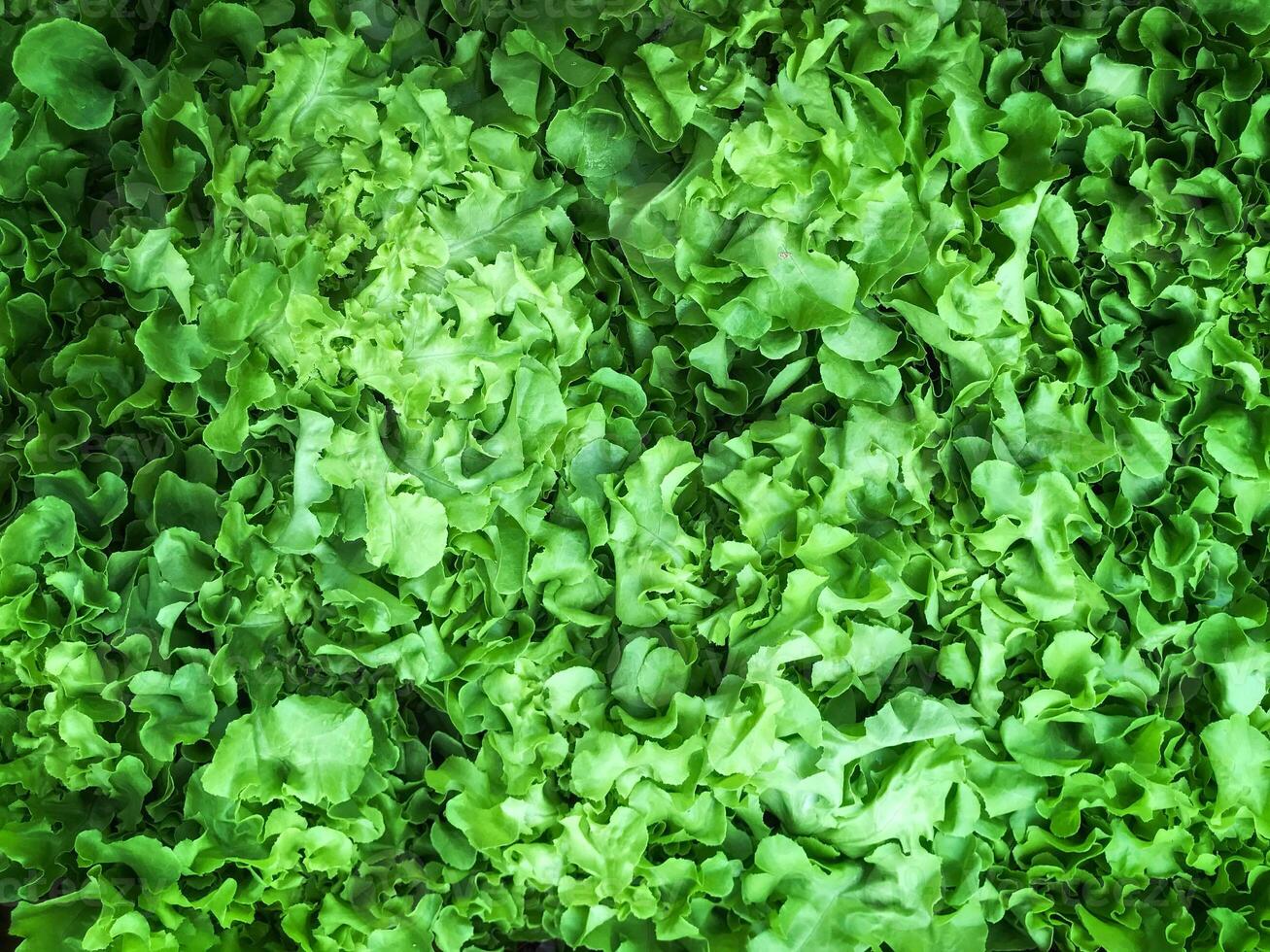 Fresh and green lettuce background texture. Selective focus photo