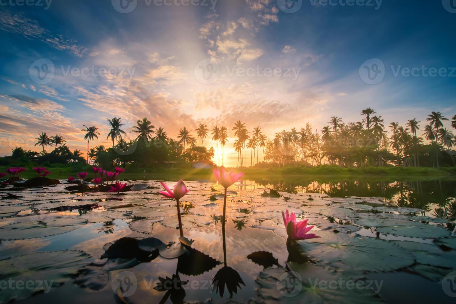 rojo loto flor y silueta Coco palma arboles a amanecer en nakorn si tammarat, tailandia foto