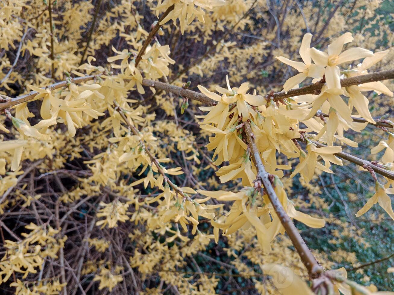 Spring colors bring forth a vibrant palette of pastel hues, blossoming flowers, and fresh greenery, signaling the awakening of nature after the winter slumber photo