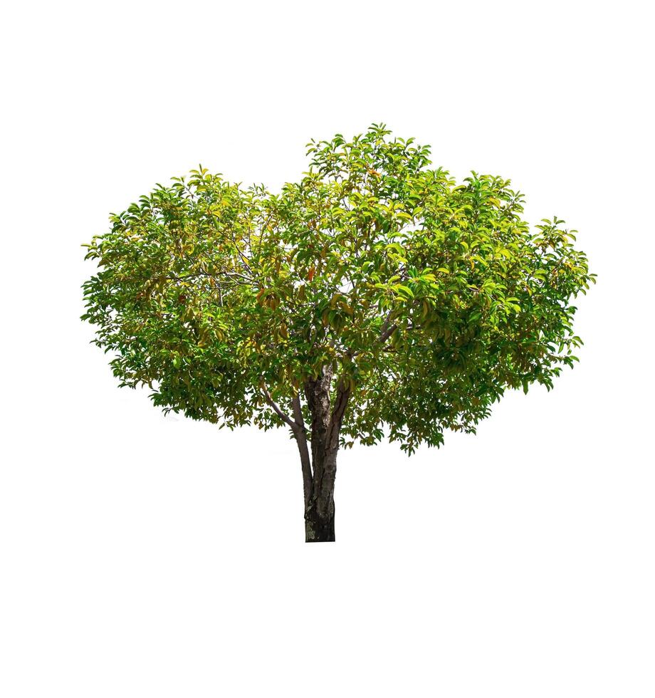 single tree isolated on white background with clipping path photo