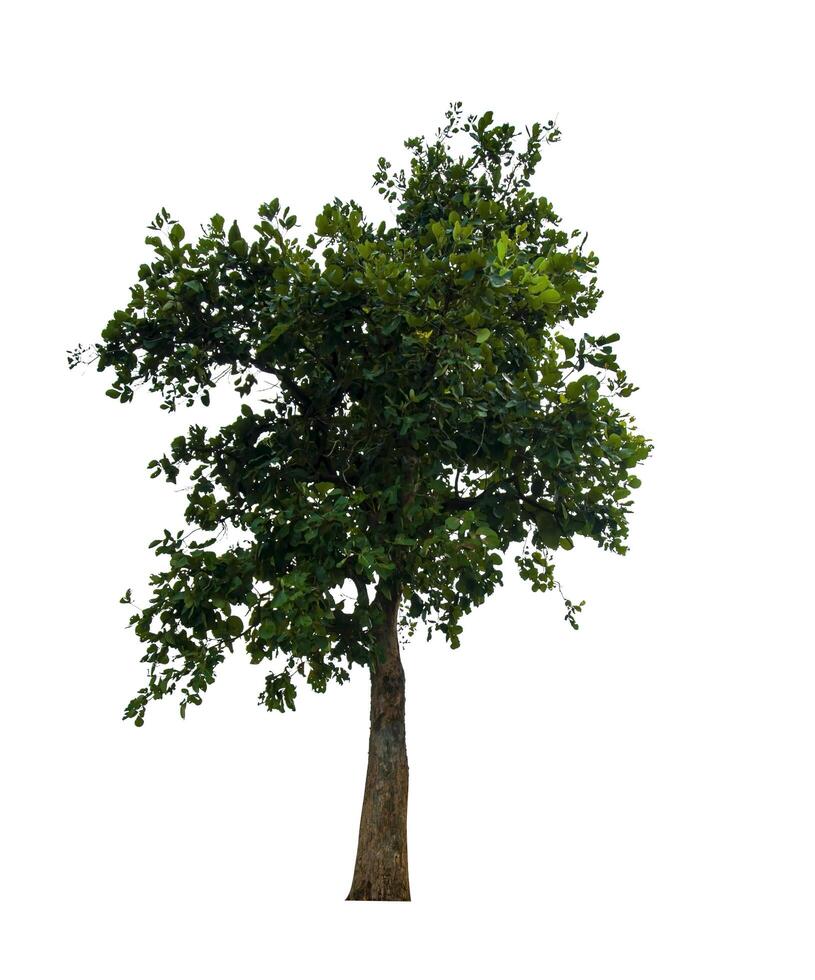 single tree isolated on white background with clipping path photo