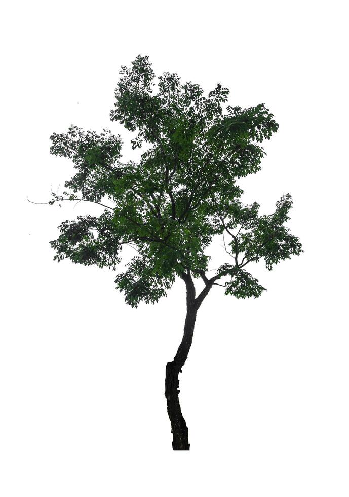 single tree isolated on white background with clipping path photo