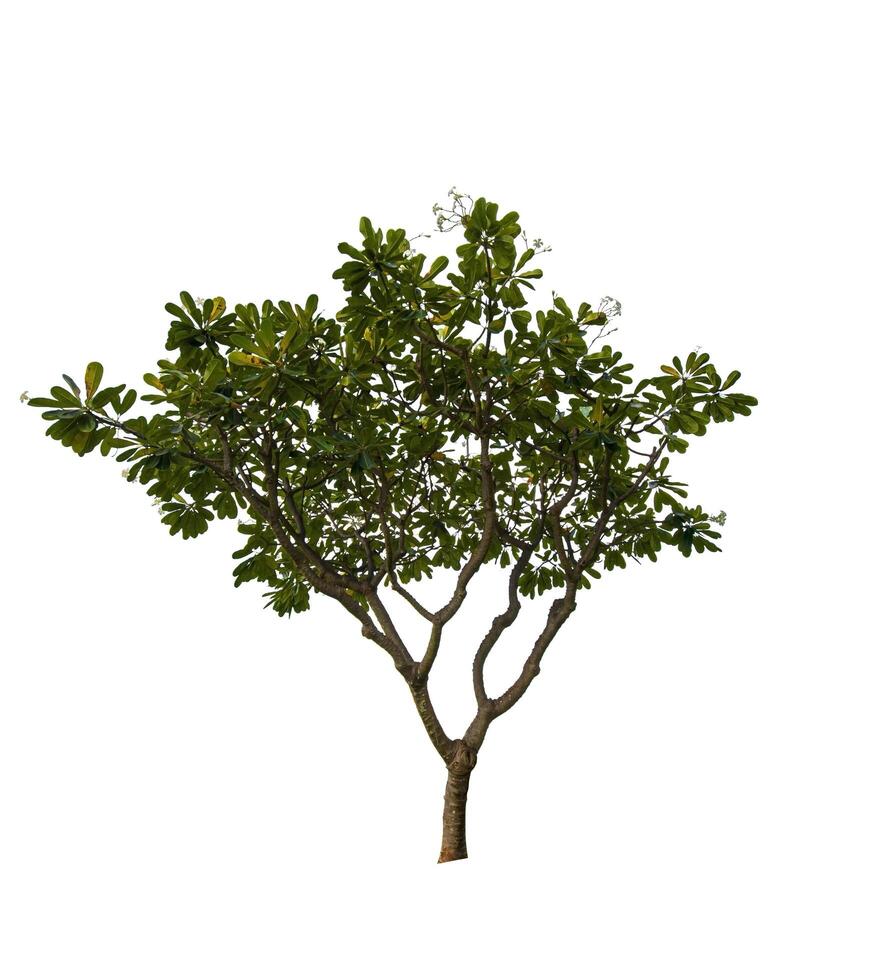single tree isolated on white background with clipping path photo