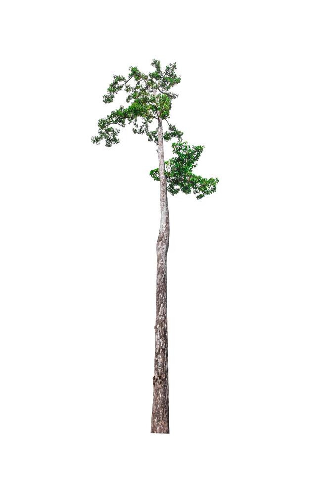 single tree isolated on white background with clipping path photo