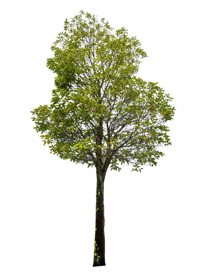 single tree isolated on white background with clipping path photo