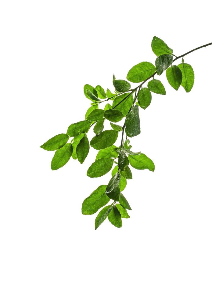 A branch of a lemon tree isolated on a white background. photo