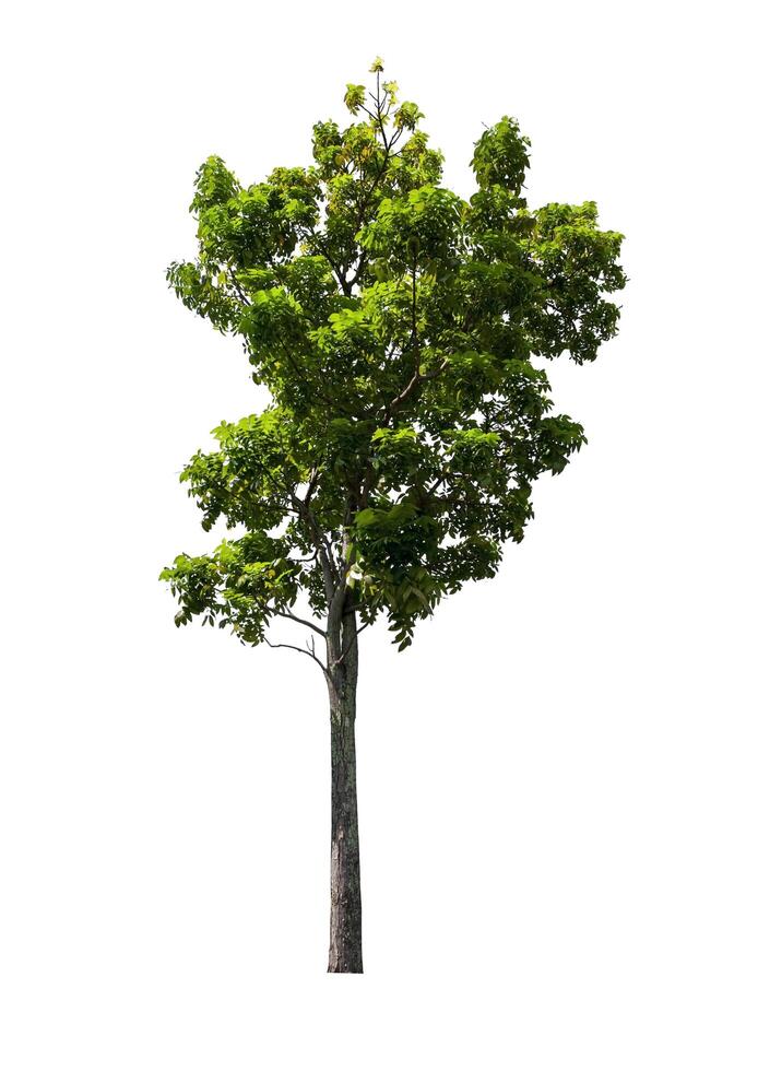 single tree isolated on white background with clipping path photo