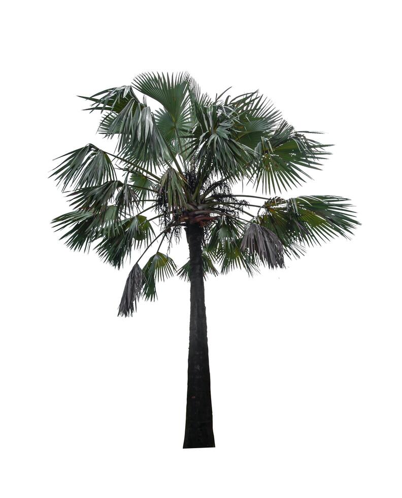 Palm tree isolated on white background with clipping path photo