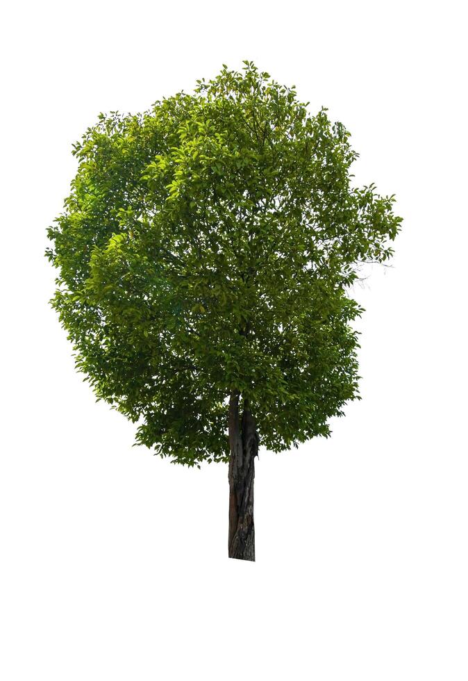 single tree isolated on white background with clipping path photo