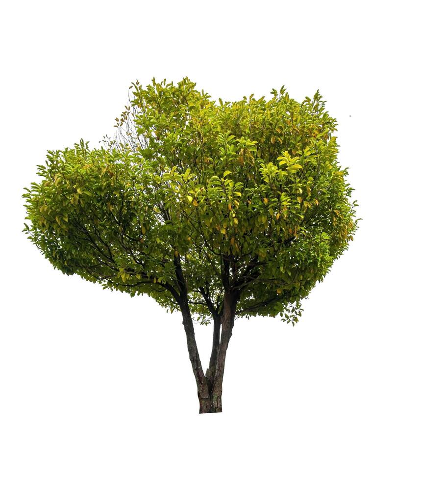 single tree isolated on white background with clipping path photo