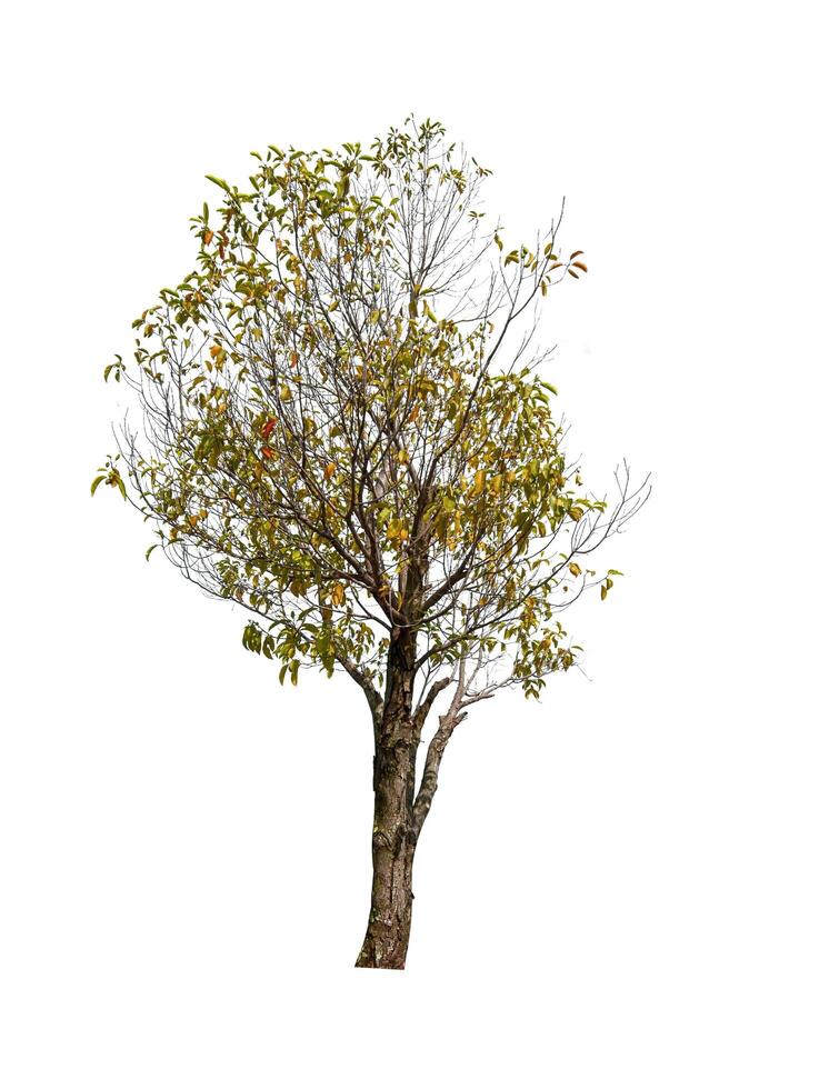 single tree isolated on white background with clipping path photo