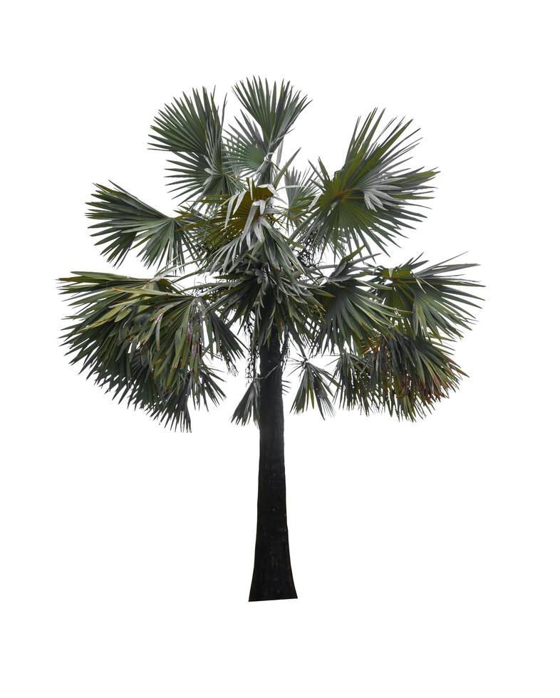 Palm tree isolated on white background with clipping path photo