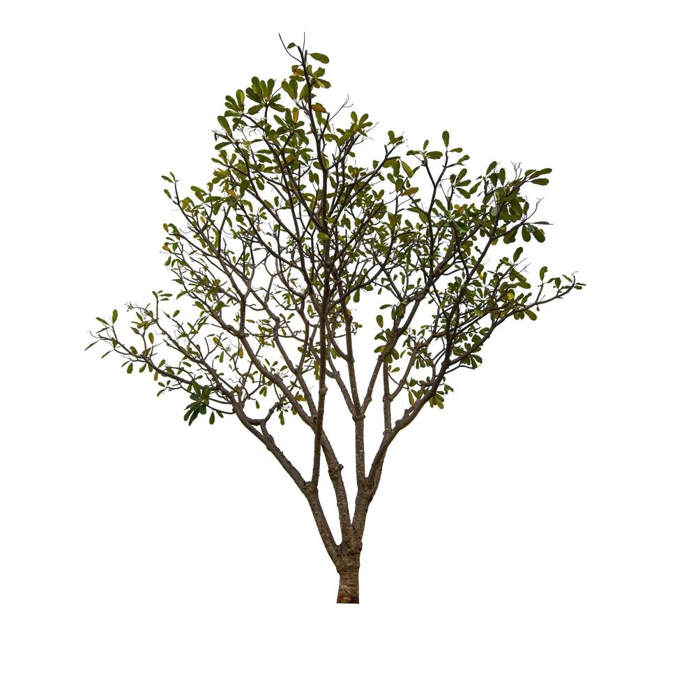 single tree isolated on white background with clipping path photo