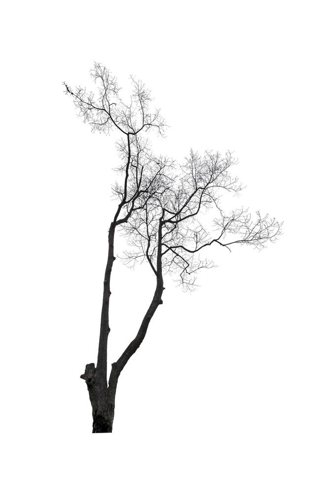 Dead perennial leafless plant isolated on white background. photo