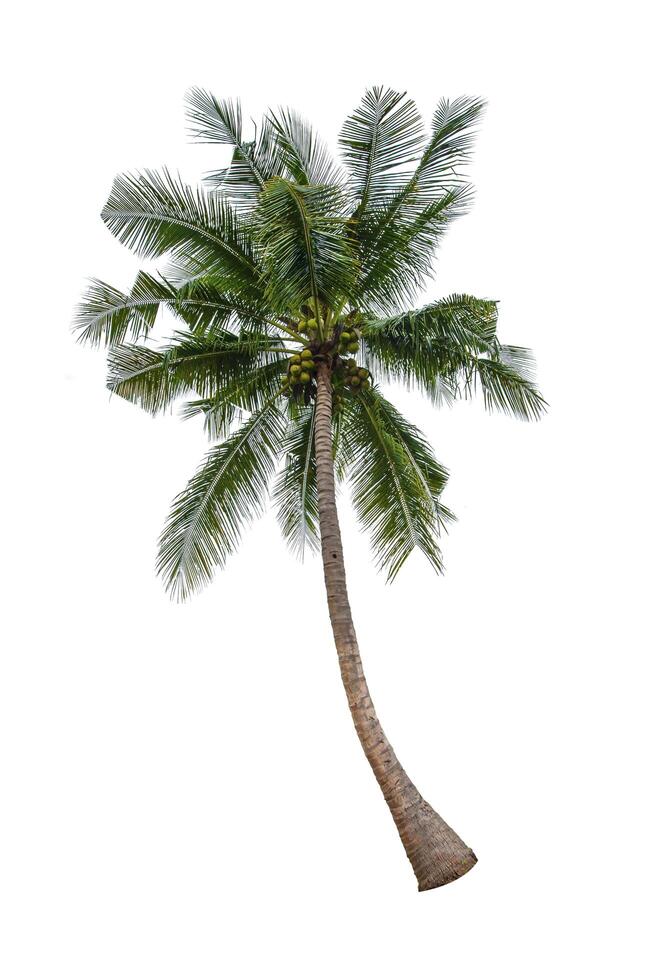 single coconut tree isolated on white background photo