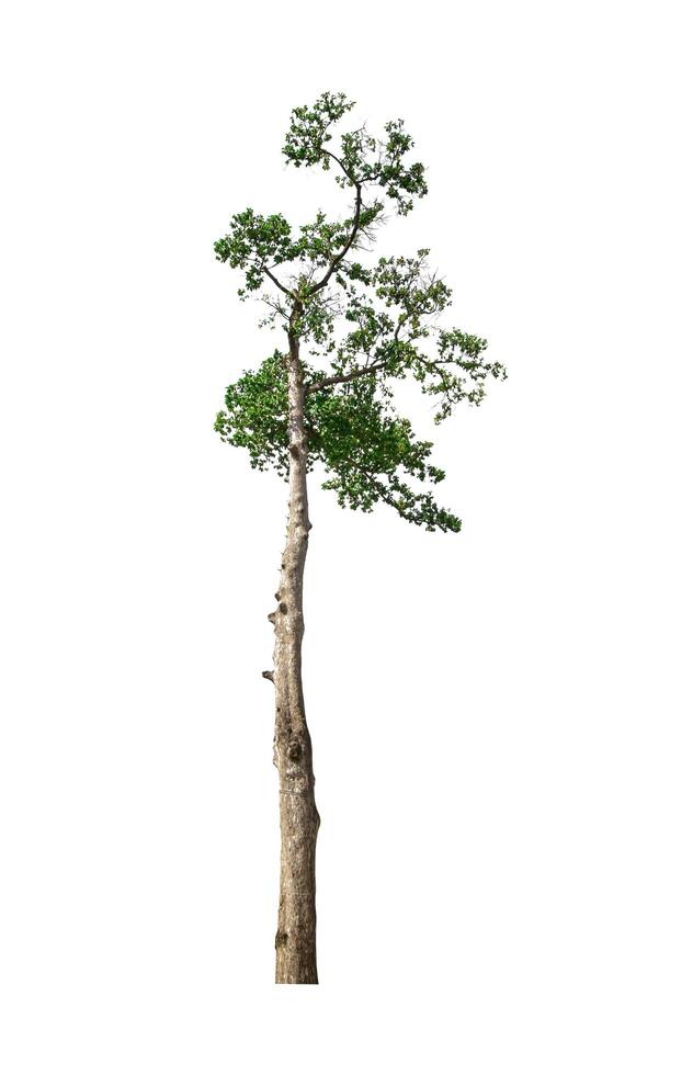 single tree isolated on white background with clipping path photo