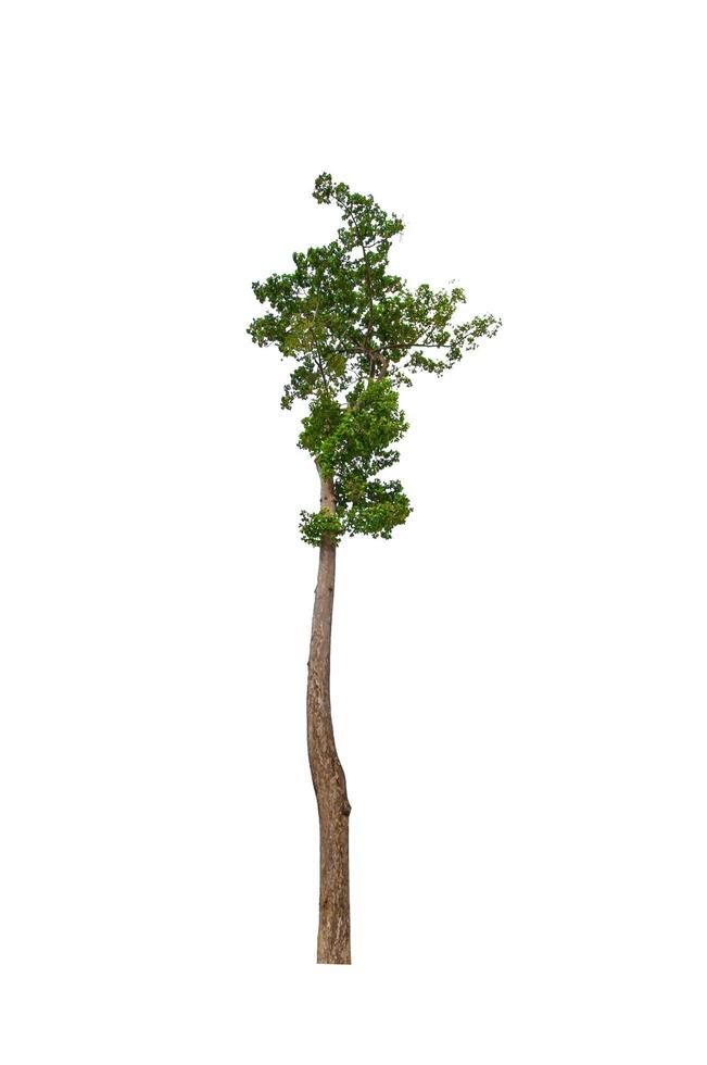 single tree isolated on white background with clipping path photo