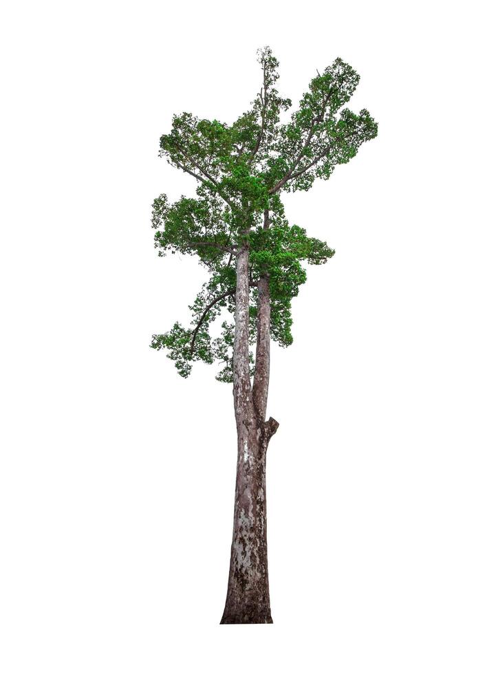single tree isolated on white background with clipping path photo