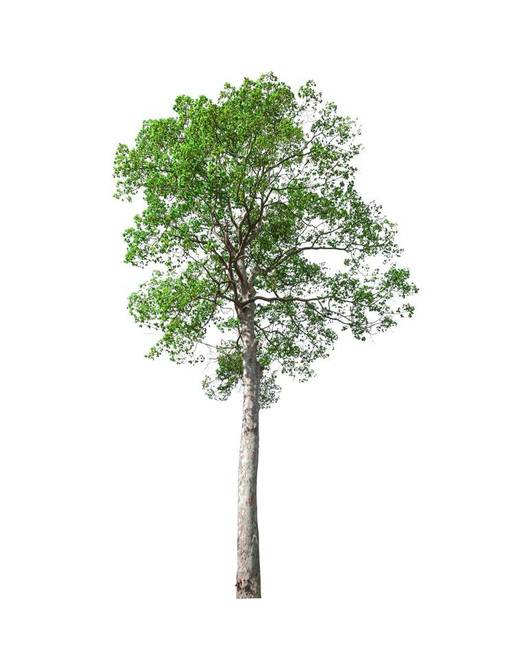 single tree isolated on white background with clipping path photo