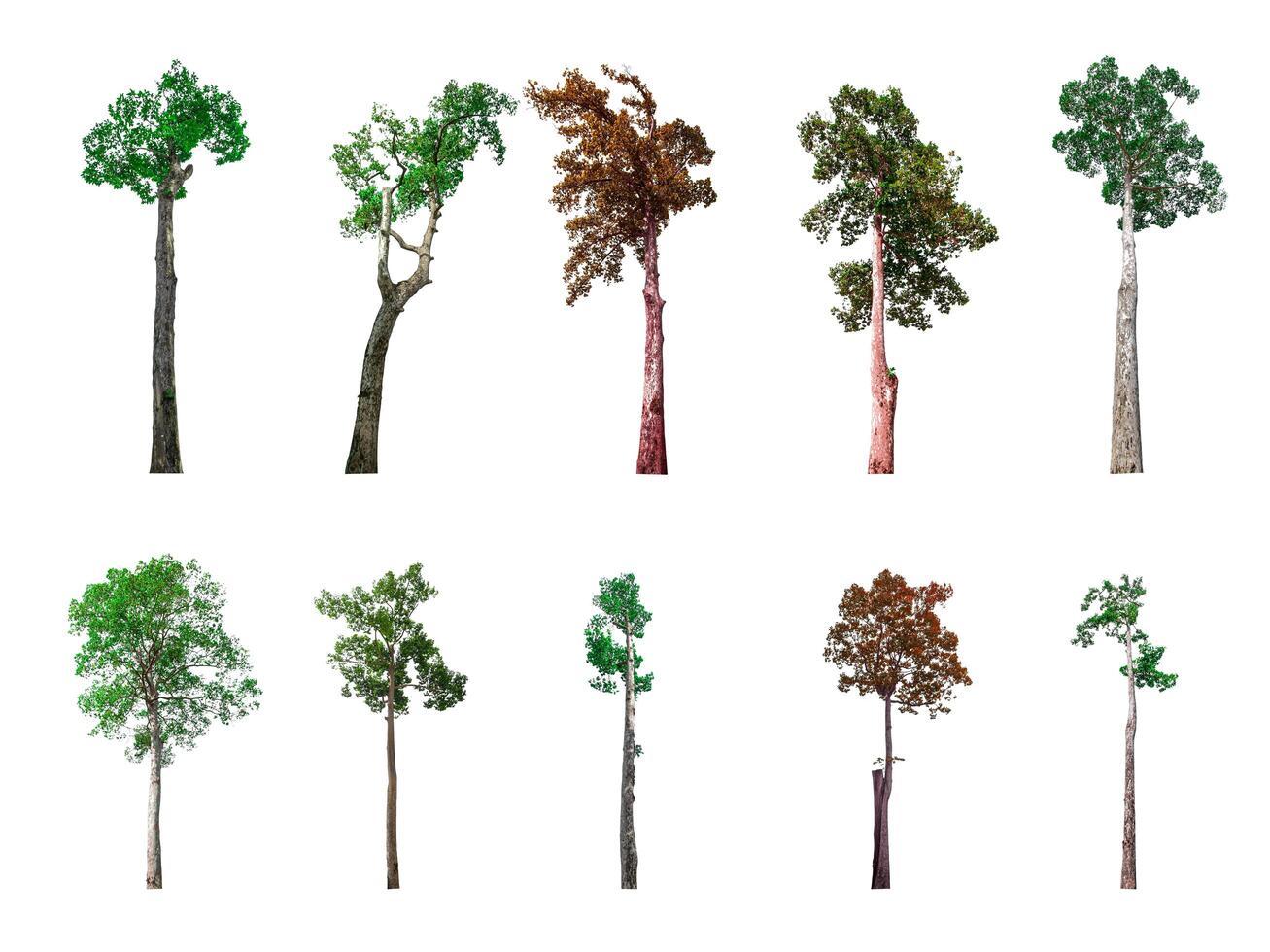 Collection of trees, trees isolated on white background with clipping path photo