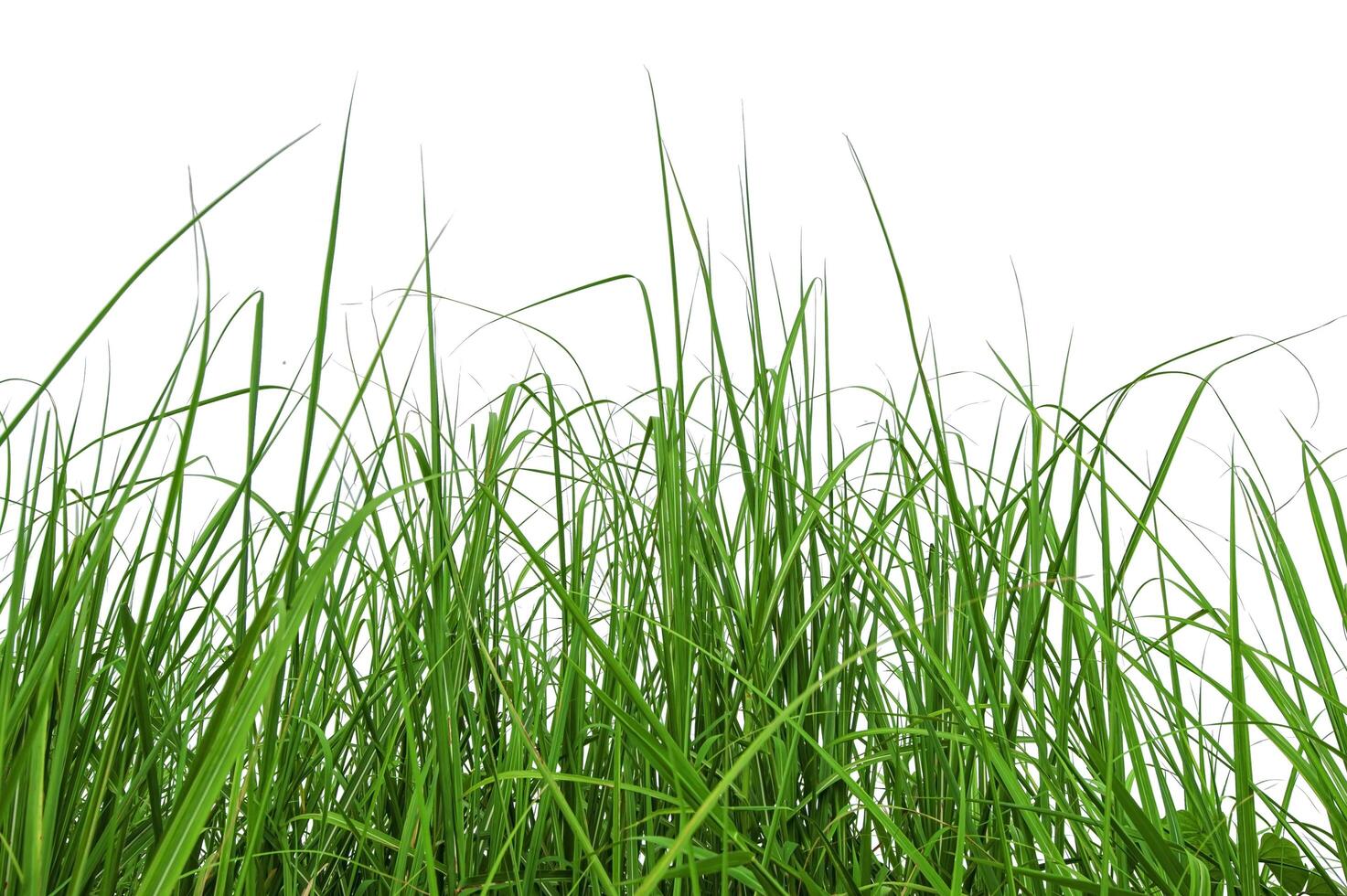 Abstract of grass isolated on white background with clipping path photo