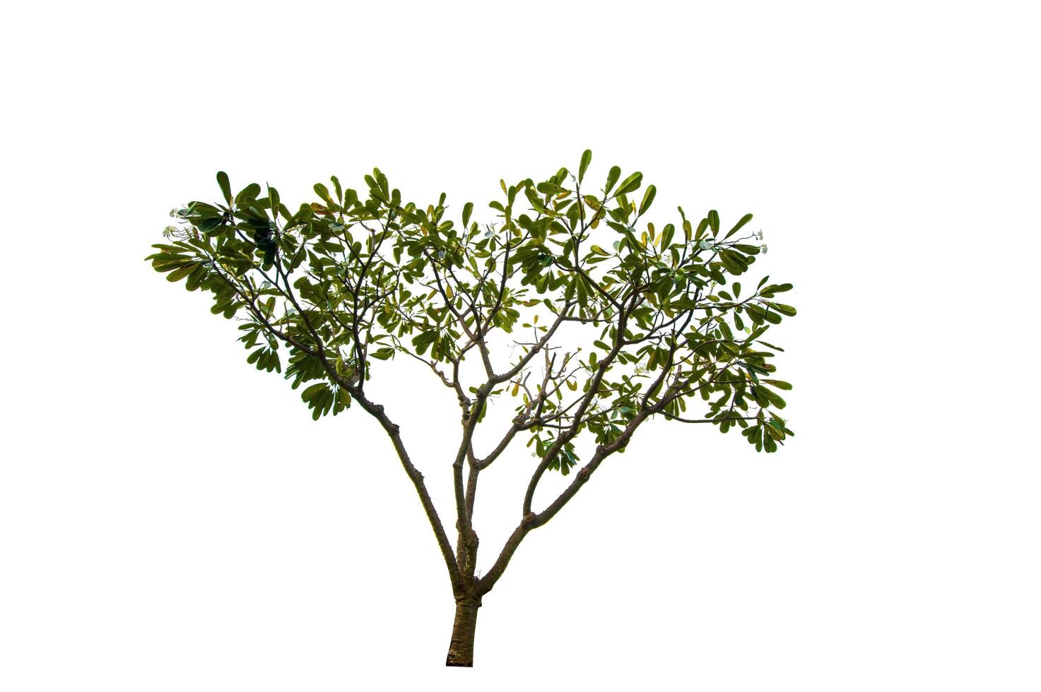 single tree isolated on white background with clipping path photo