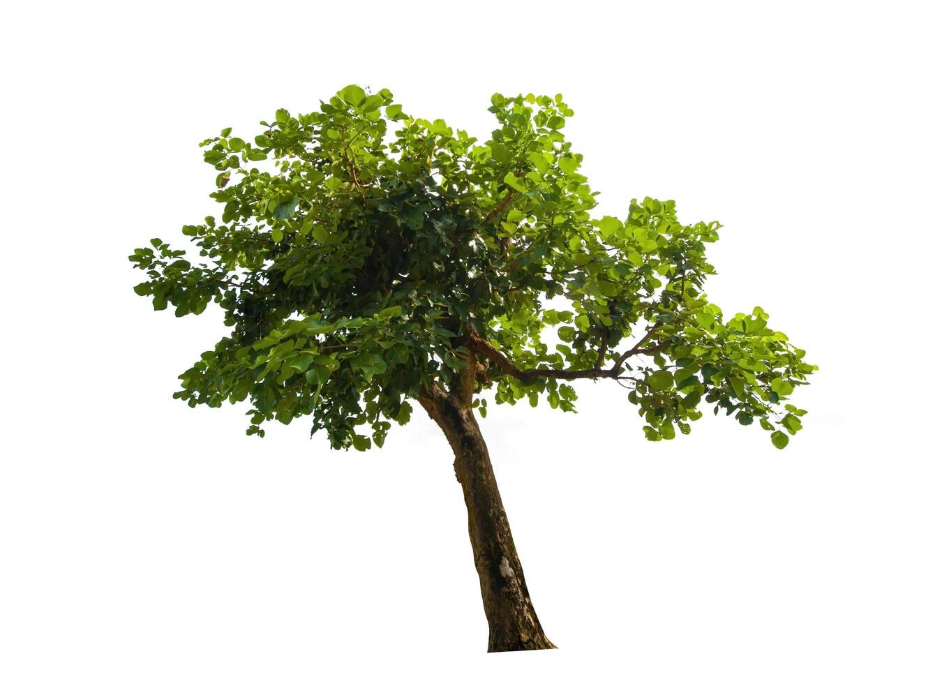 single tree isolated on white background with clipping path photo