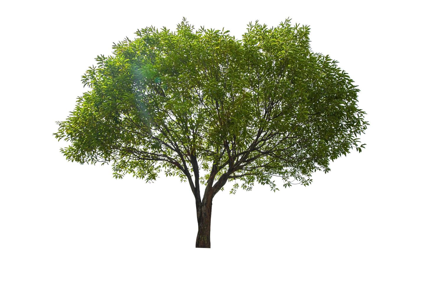 single tree isolated on white background with clipping path photo