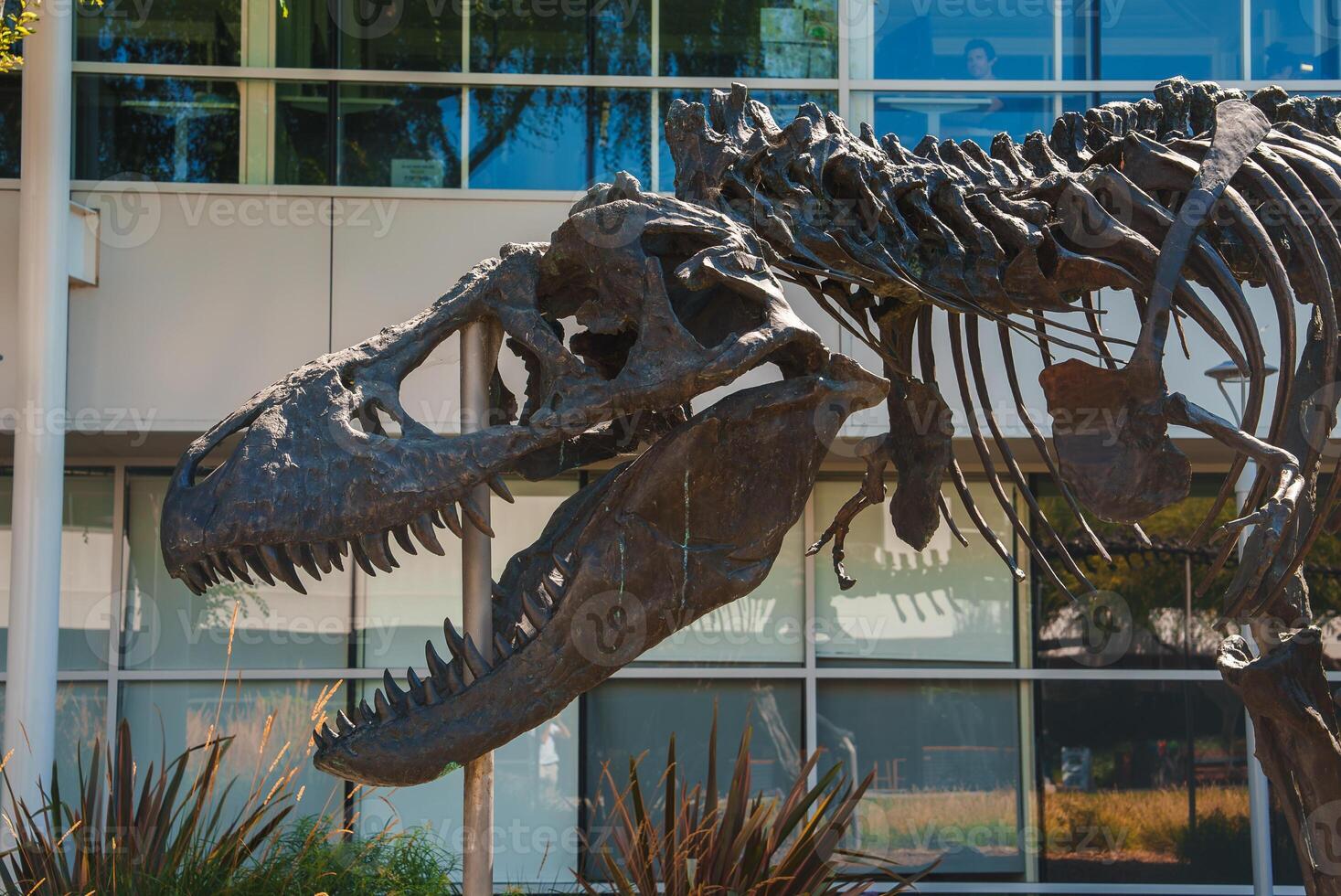Dynamic Tyrannosaurus rex skeleton display near modern building and greenery photo