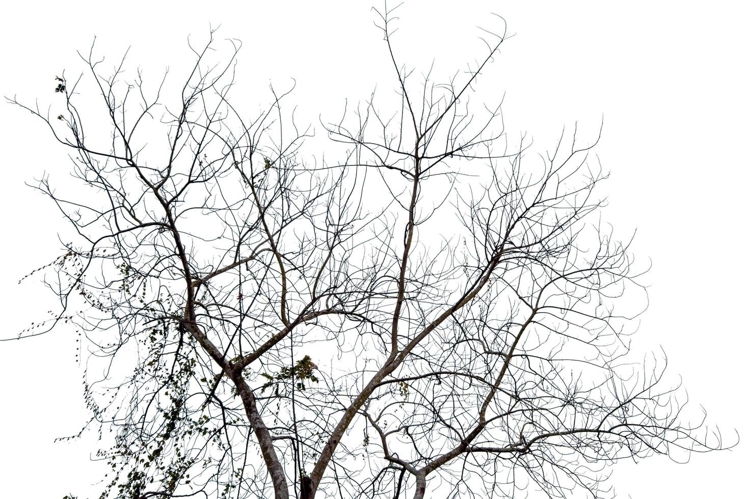 Leafless tree isolated on white background. photo