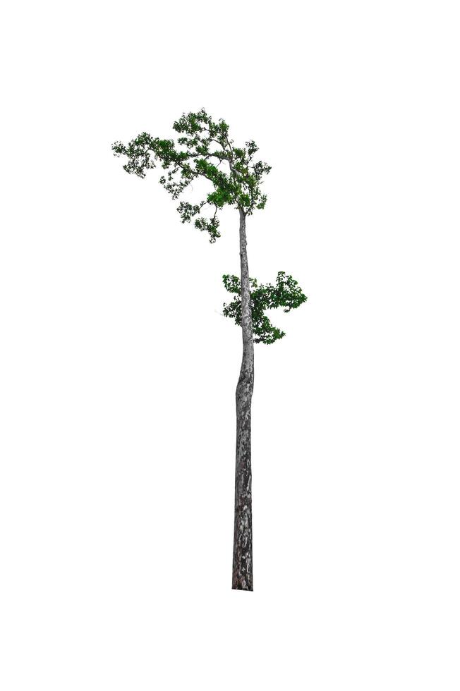 single tree isolated on white background with clipping path photo