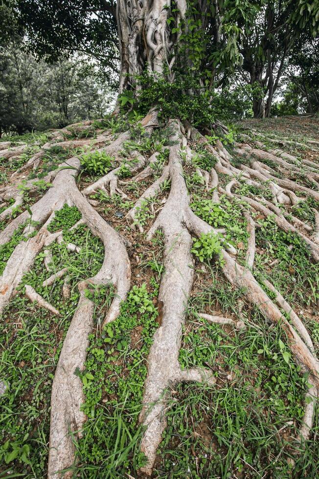 The roots of a large tree rose above the ground. photo