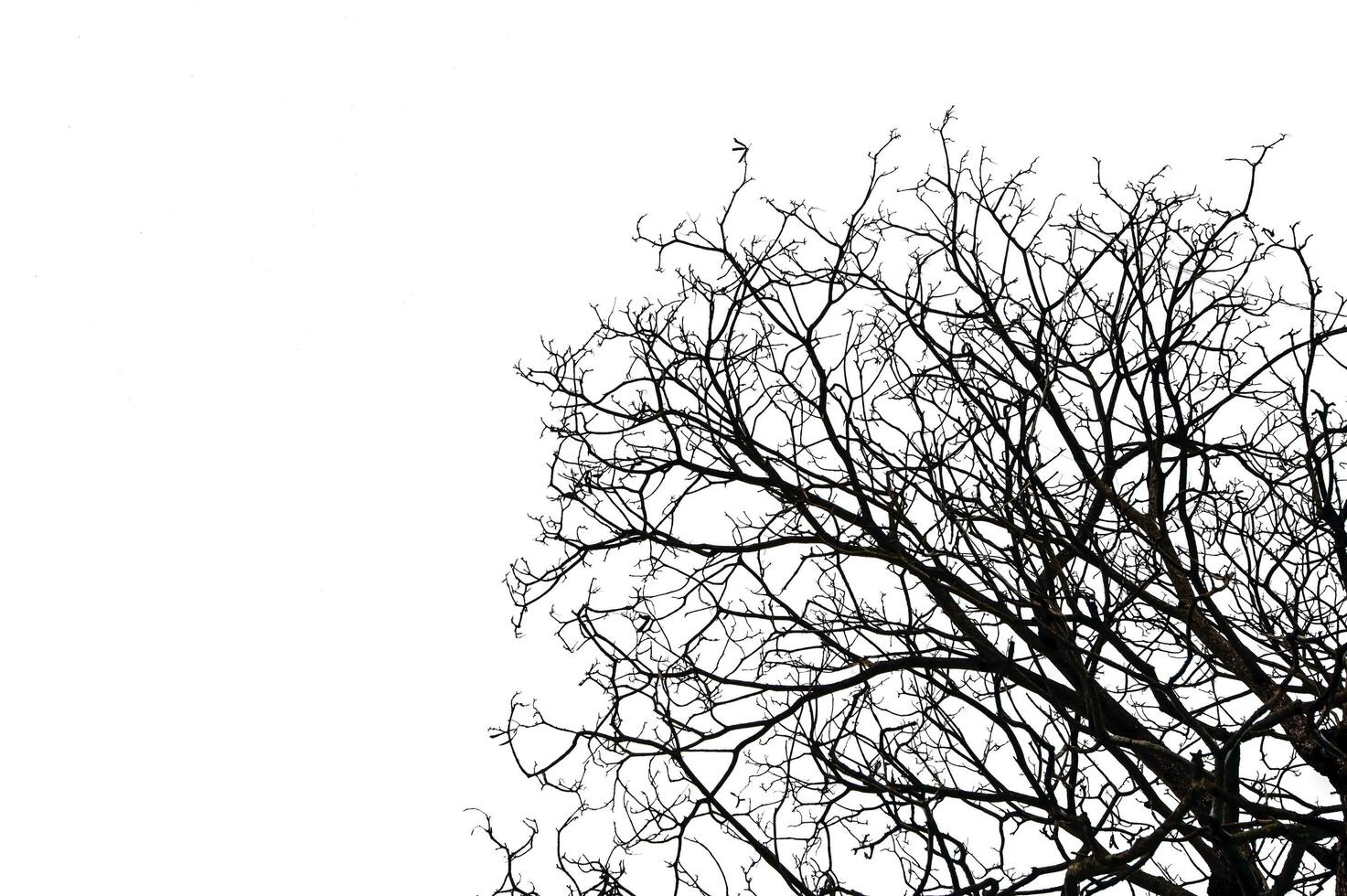 Leafless tree isolated on white background. photo