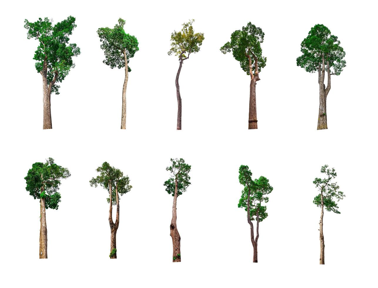 Collection of trees, trees isolated on white background with clipping path photo