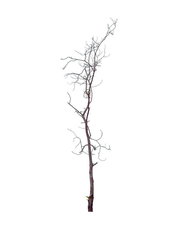 Leafless tree isolated on white background. photo