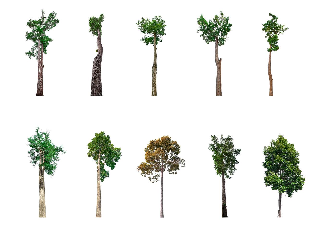 Collection of trees, trees isolated on white background with clipping path photo