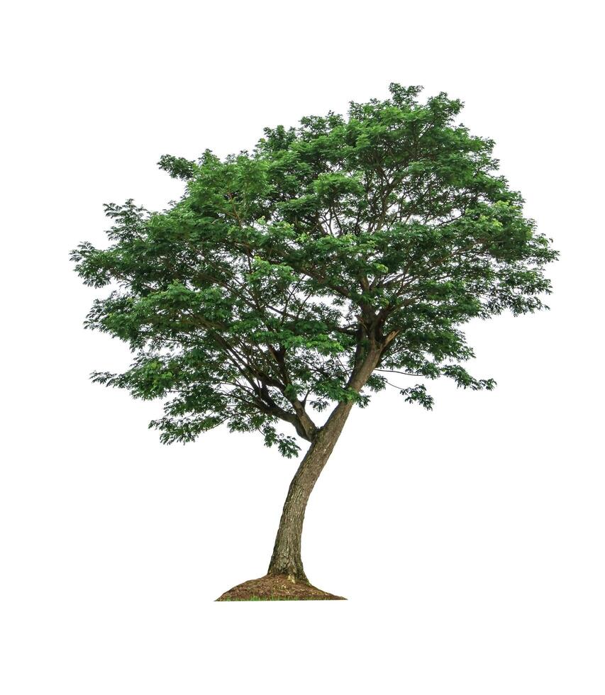 beautiful green leaf single tree isolated on a white background photo