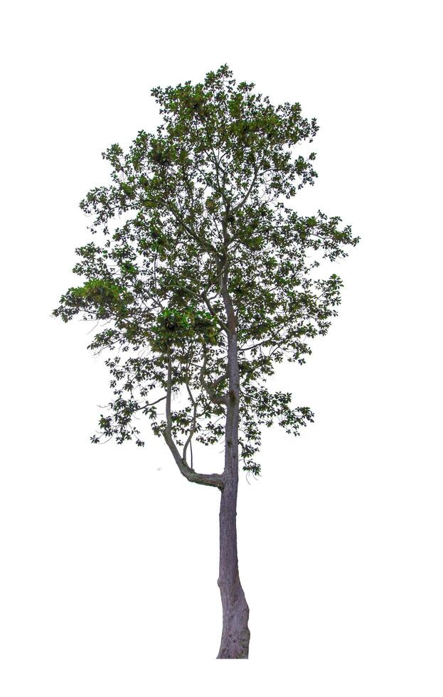 beautiful green leaf single tree isolated on a white background photo