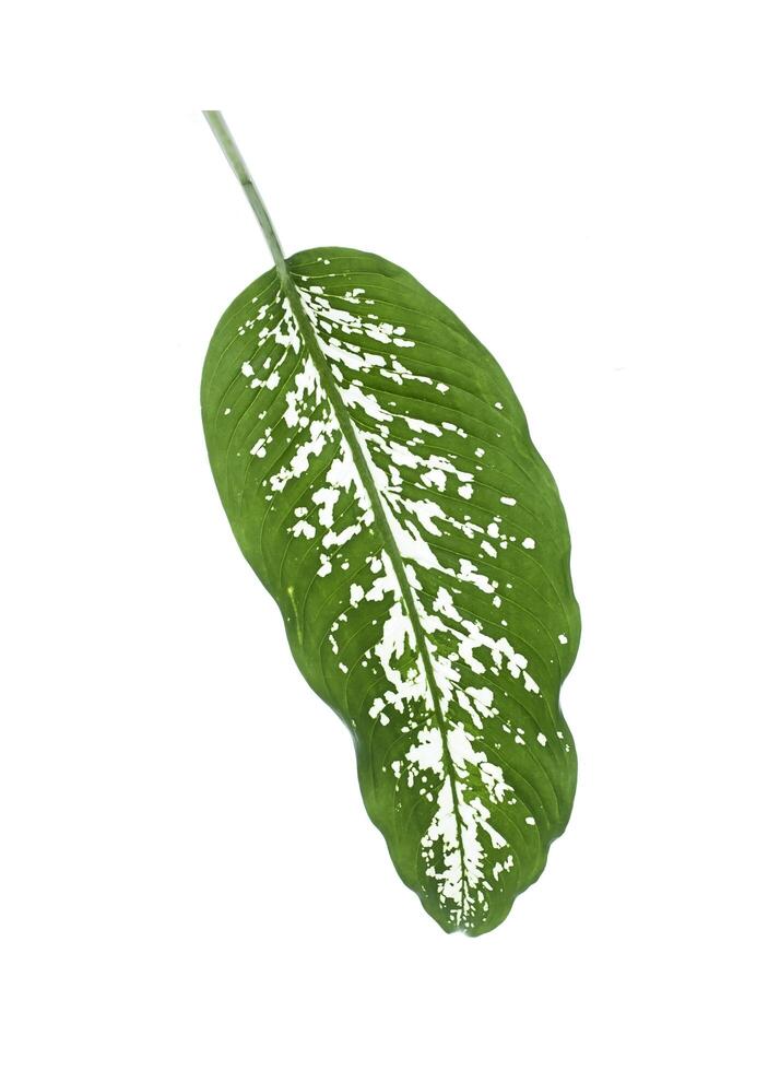hojas dieffenbachia seguine planta tonto caña aislado en blanco antecedentes. foto