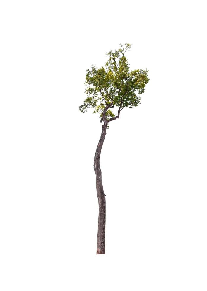 single tree isolated on white background with clipping path photo