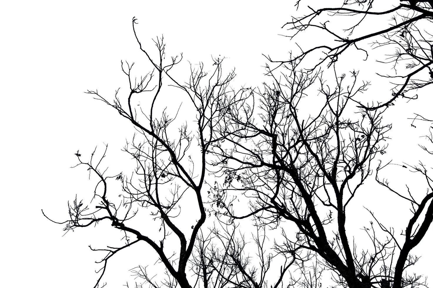 dry tree branches isolated on white background photo