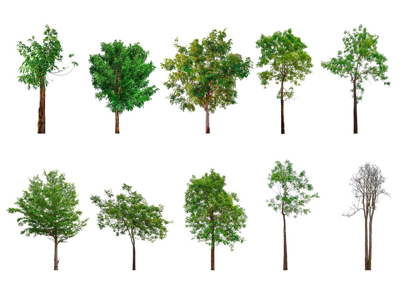 Collection of trees, trees isolated on white background with clipping path photo