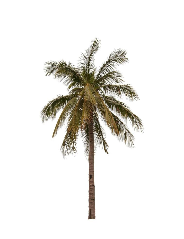 Coconut tree isolated on white background photo