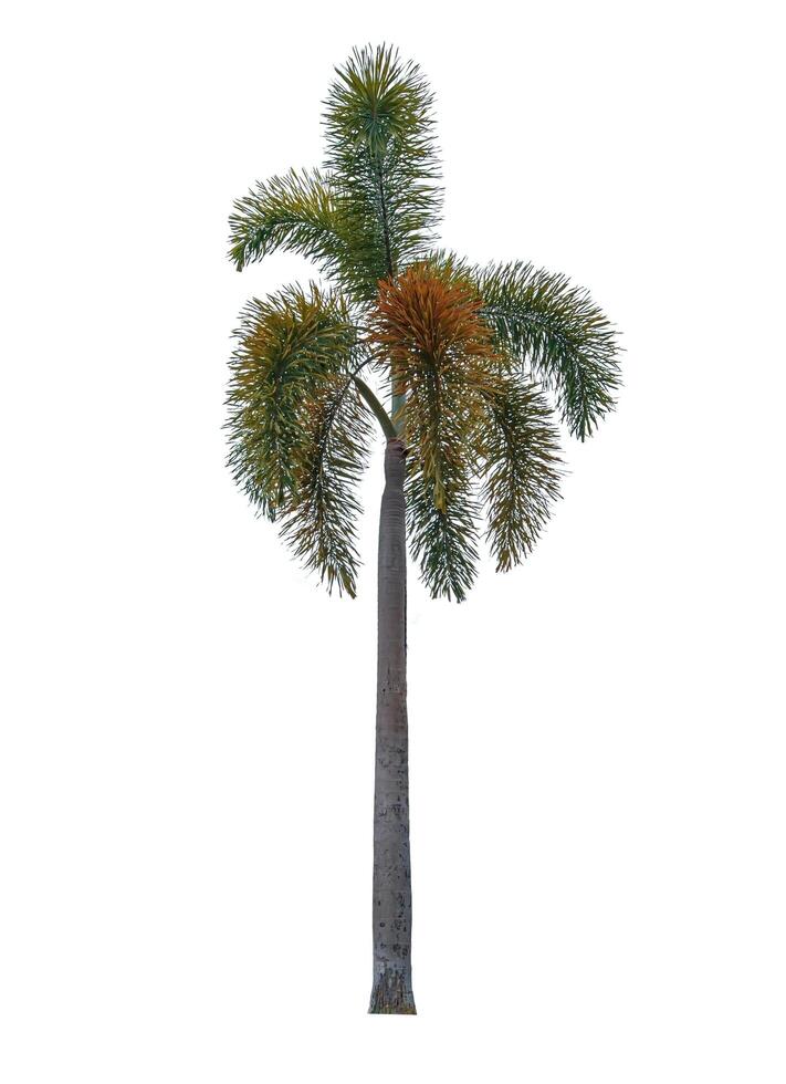 single palm tree isolated on a white background photo