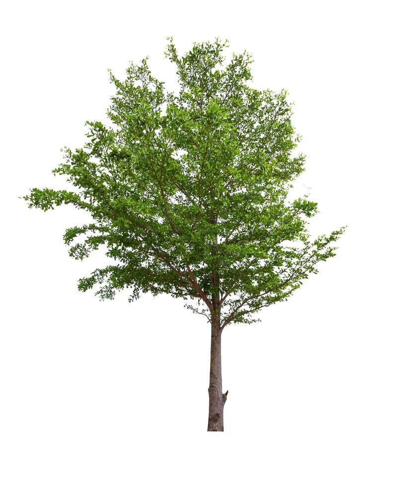 single tree isolated on white background with clipping path photo