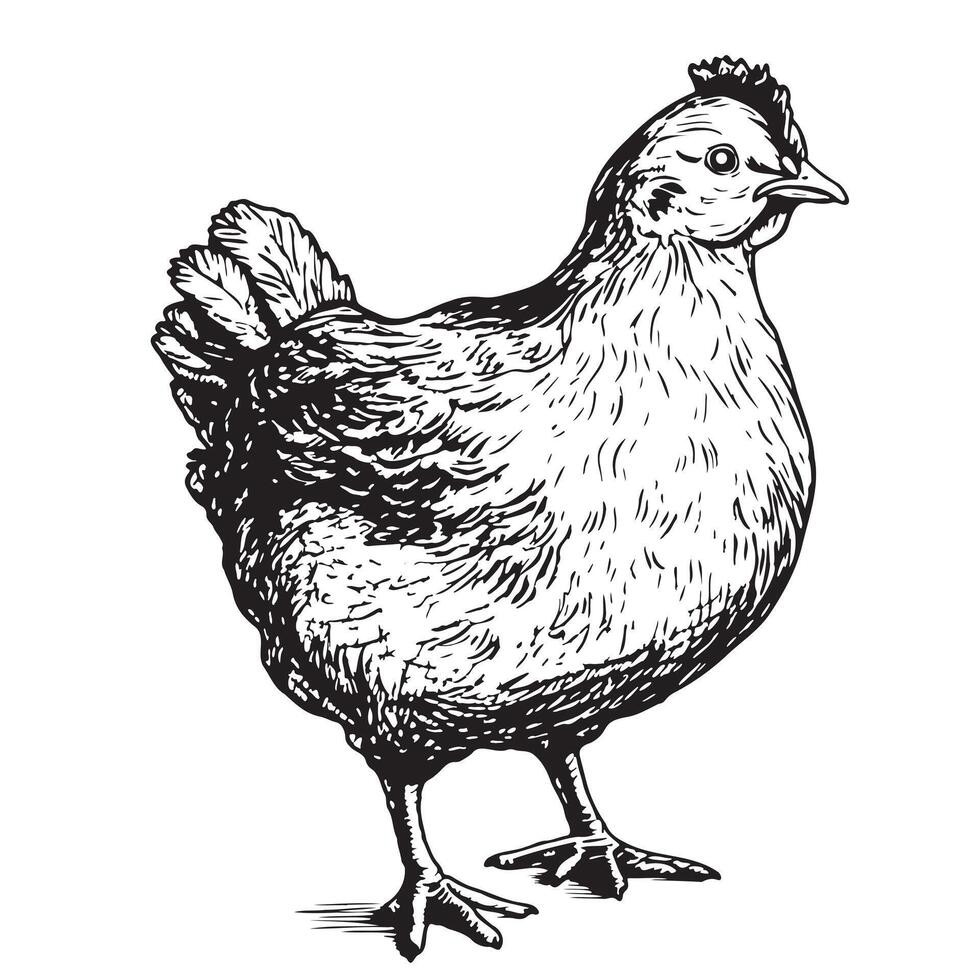 Cute farm chicken hen hand drawn sketch illustration vector