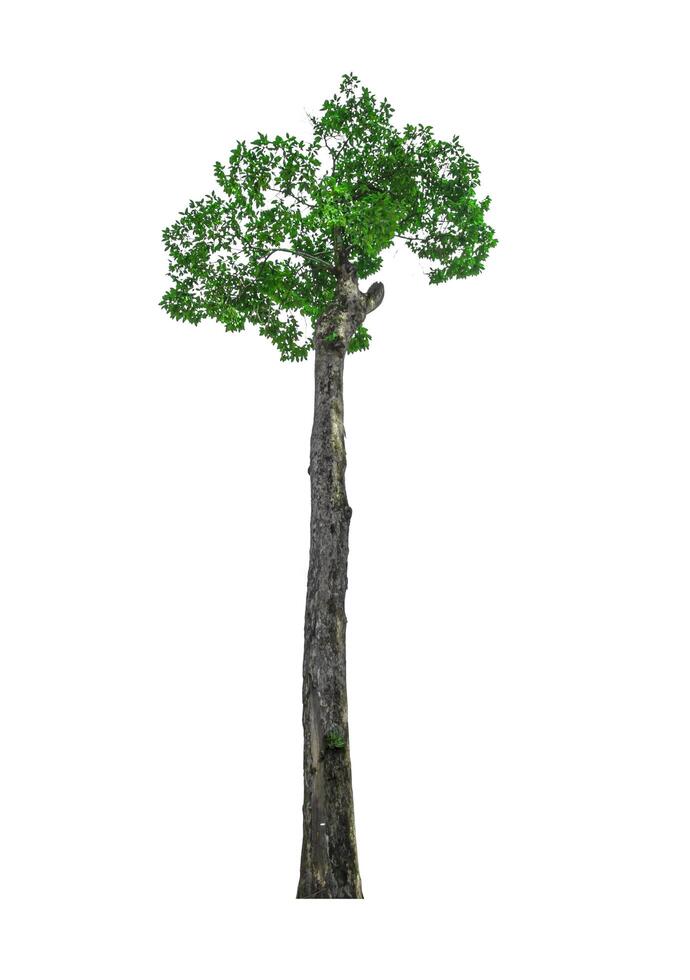 single tree isolated on white background with clipping path photo