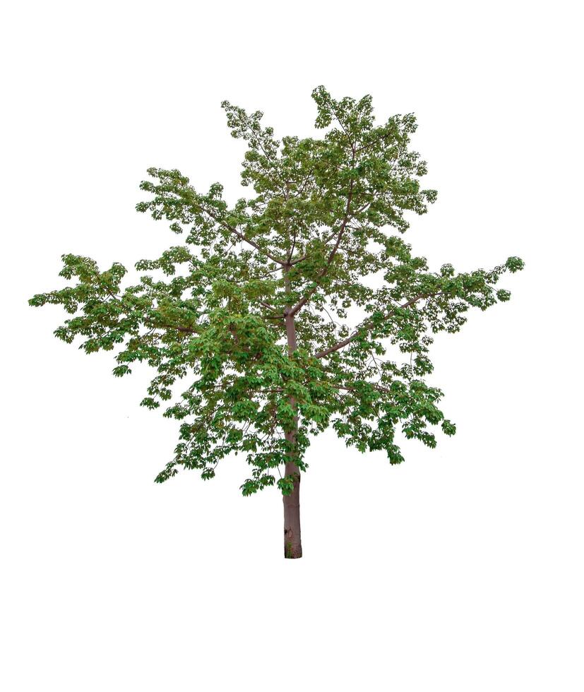 beautiful green leaf single tree isolated on a white background photo