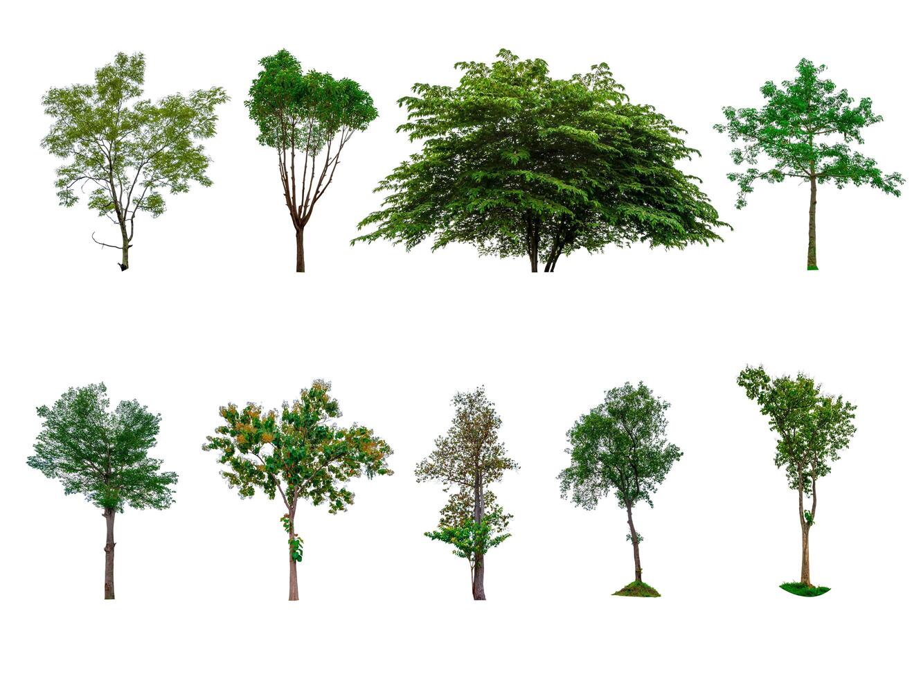 Collection of trees, trees isolated on white background with clipping path photo